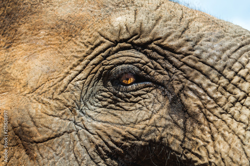 Elephant's Eye © Pierre