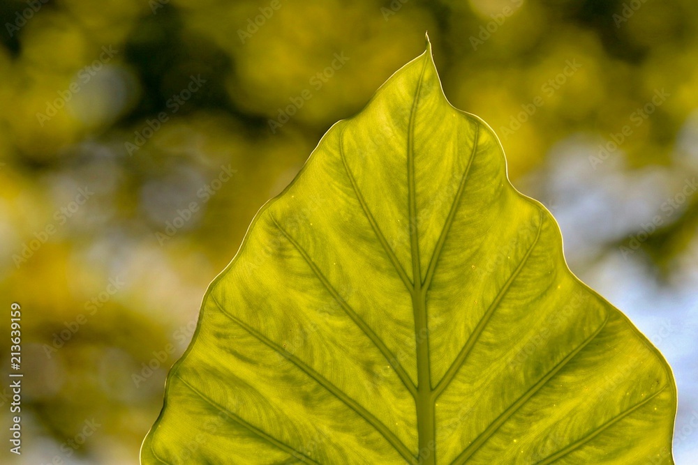 Obraz premium Extreme Closeup of a Lime Green Leaf and Bokeh Background