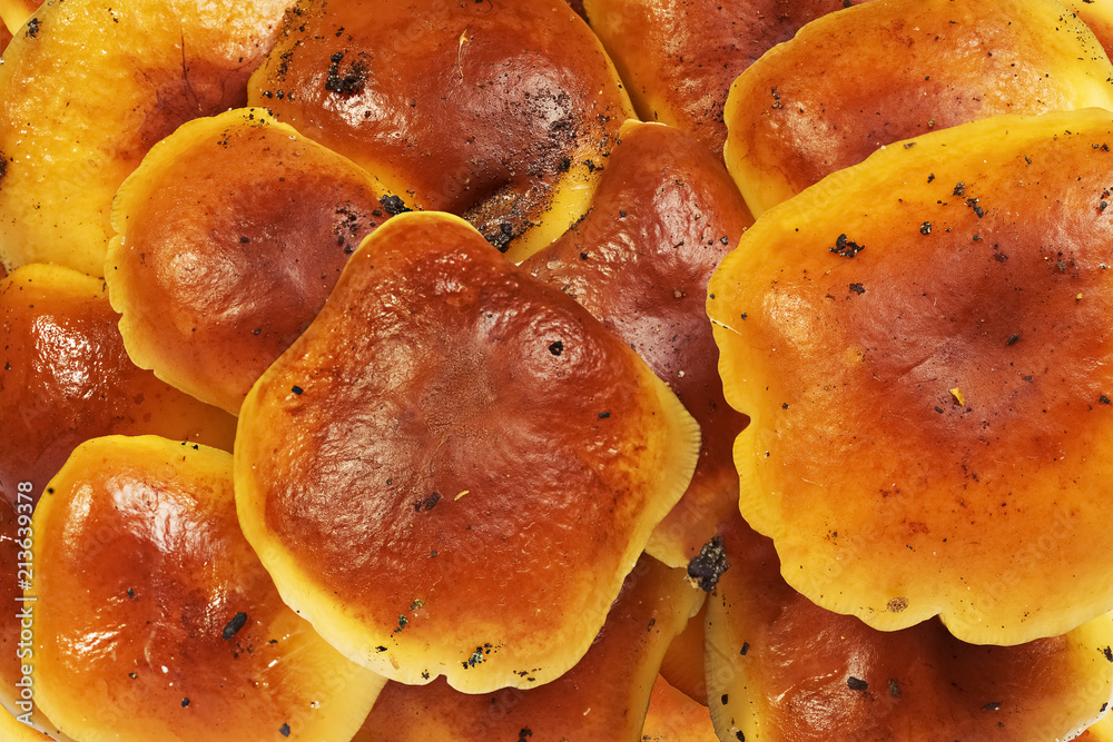 Grown in the forest mushrooms, flammulina velutipes, also known as enoki and enokitake or velvet foot Grown in the forest mushrooms, flammulina velutipes, also known as enoki and enokitake or velvet foot