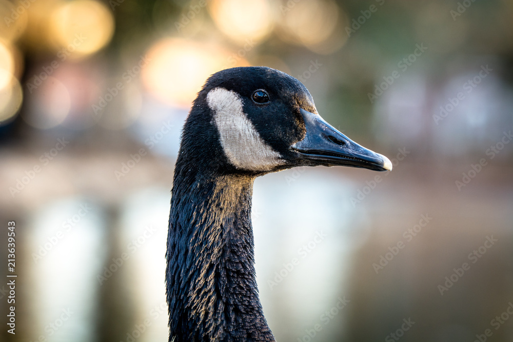 Goose with white and green background Goose with white and green background