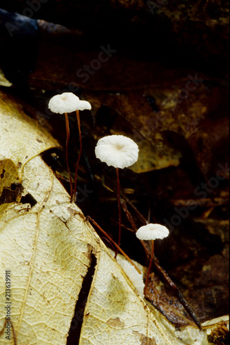 funghi saprofiti colibbia strobilurus photo