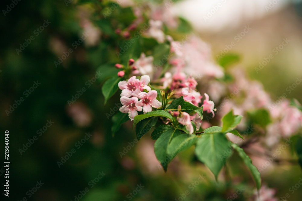 Flowering spring tree Flowering spring tree
