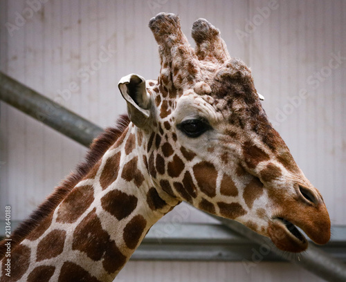 Photography Giraffe