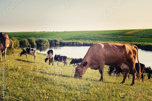 Beautiful cow in the herd