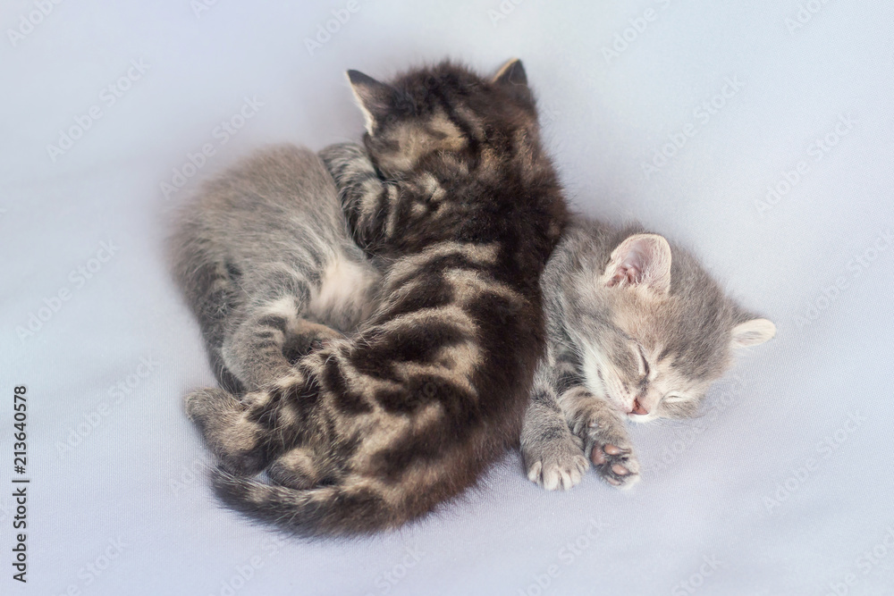 Two kittens are hugging and sleeping hard, light background_