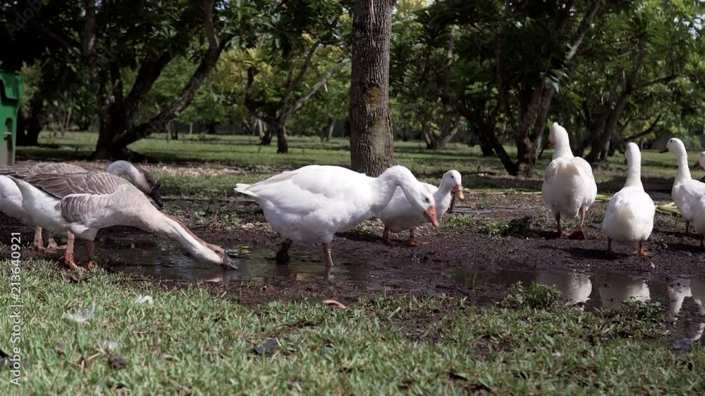 Geese in mud at a farm. Geese in mud at a farm.
