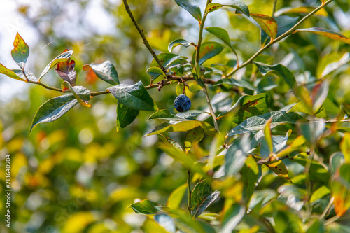 Blueberry Bushes Farm