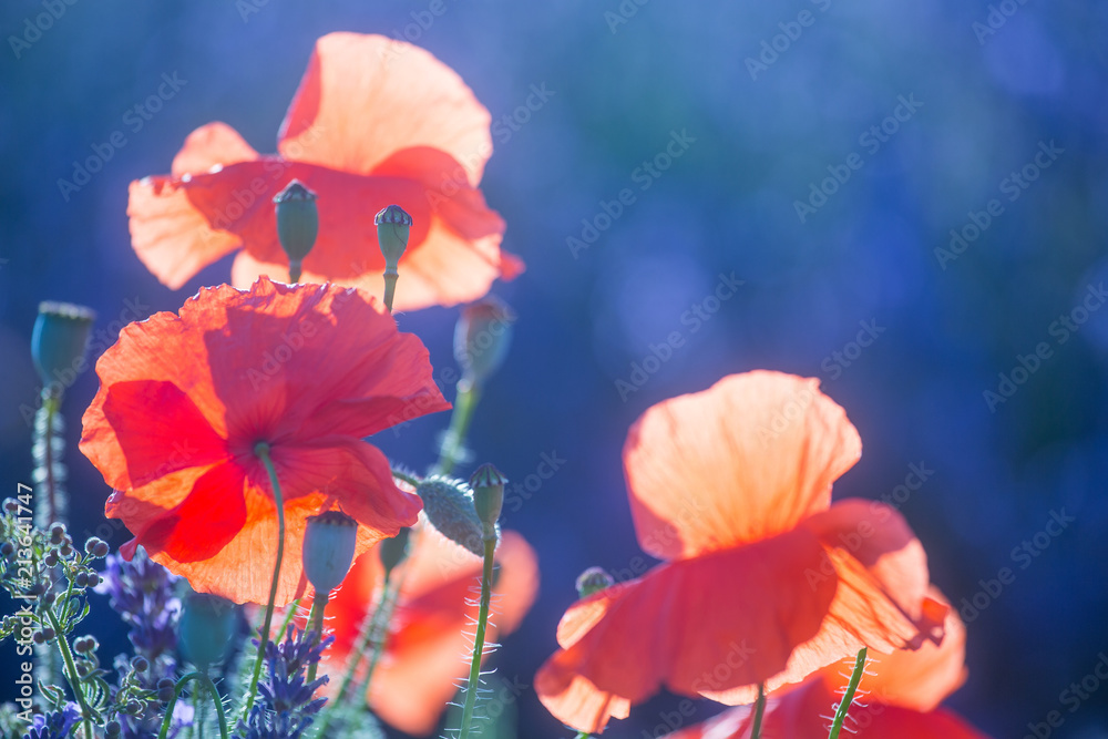Obraz premium Beautiful meadow full of red wild poppies closeup in sunshine flare