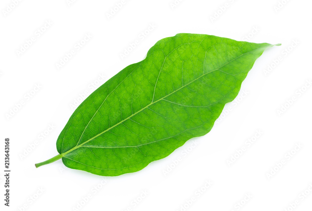 Obraz premium Green Tiliacora triandra leaf isolated on white background, herb and medical concept