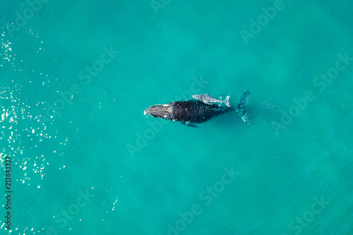 A pod of humpback whales from an aerial view 