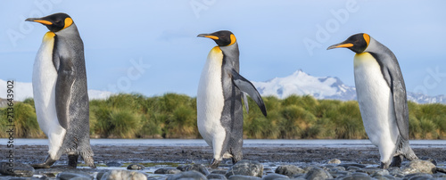 King Penguins, Salisbury Plain, South Georgia Island, Antarctic photo