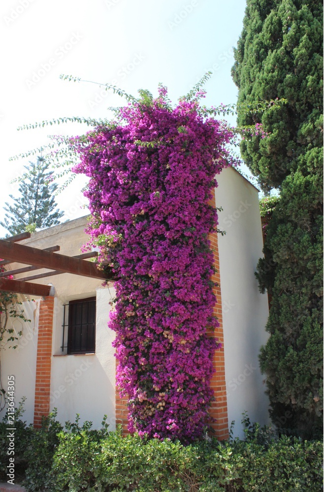 Fototapeta premium Columna floral