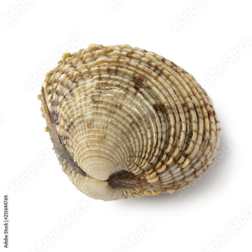  Fresh raw warty venus clam