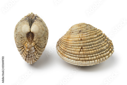 Fotótapéta Fresh raw warty venus clams