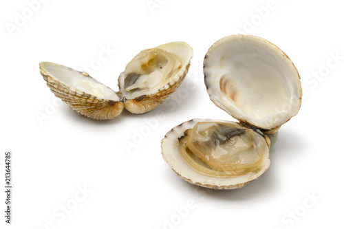  Fresh cooked warty venus clams photo