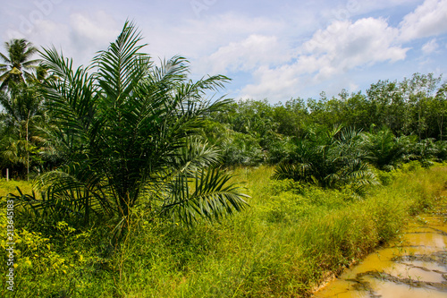 Wallpaper Mural farm palm in south Thailand Torontodigital.ca