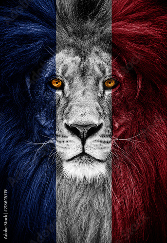 Portrait of a Beautiful lion  faceart and patriotism concept. Portrait of a leader. king. Portrait of a lion with a projection of the flag of the France. Patriot of his country