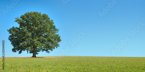 Freistehender Baum auf weiter Wiese vor blauem Himmel