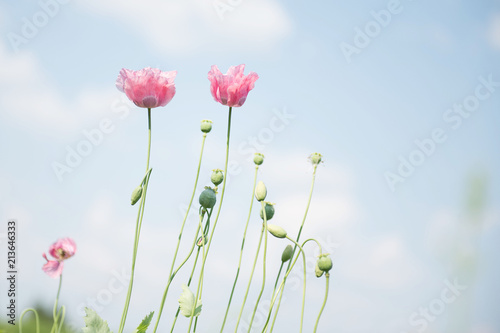 Fototapeta Naklejka Na Ścianę i Meble -  Field of pink poppy flowers in summer. Flower background. 