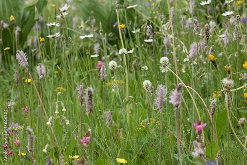 close up on a flowered  meadow