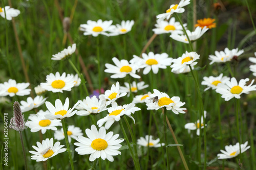 close up on a flowered daisy meadow