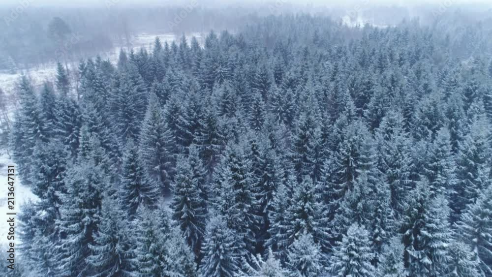 Flying over spruce forest in winter aerial shot