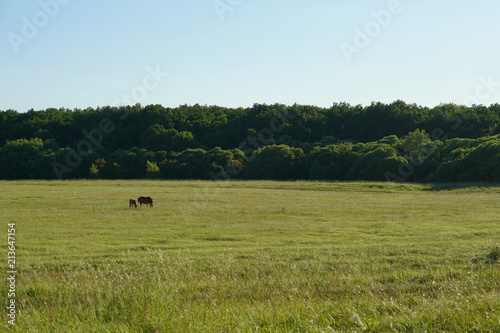 red horse with horse foal pasturing on meadow.