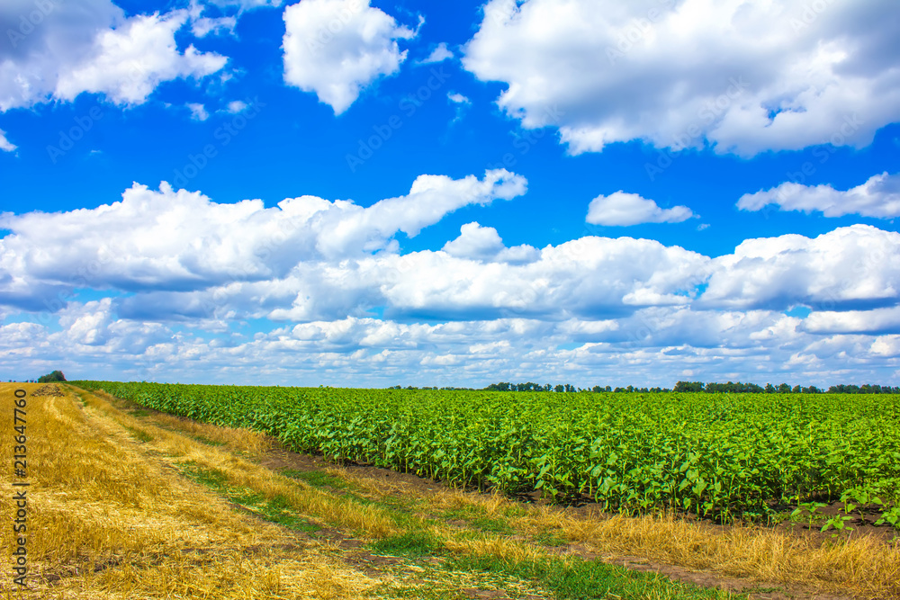 field of young sunflowers and road