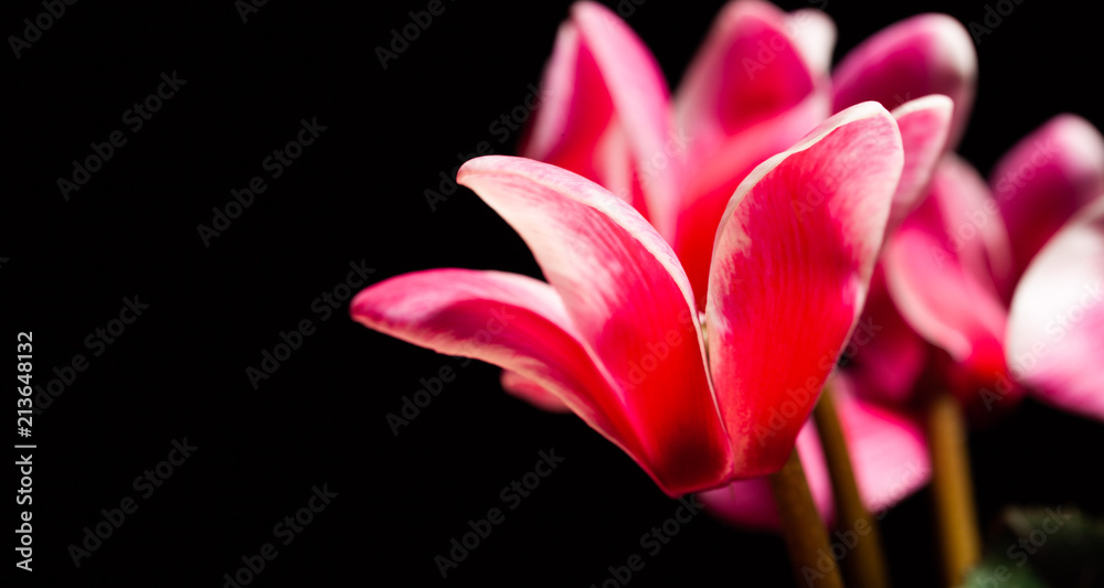 Glowing red flower on black background with copy space