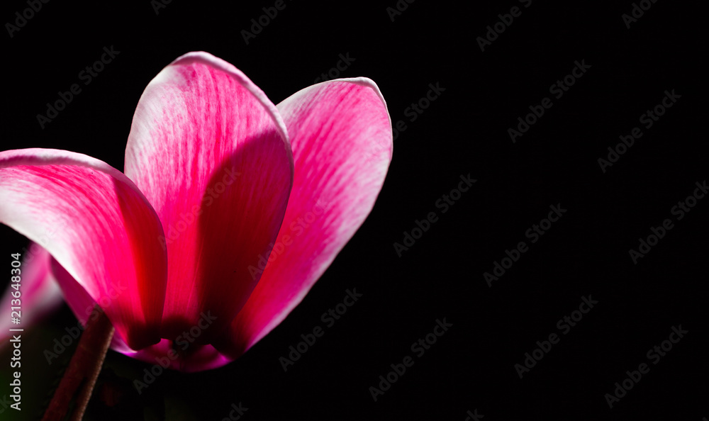 Red flower on black with copy space Red flower on black with copy space