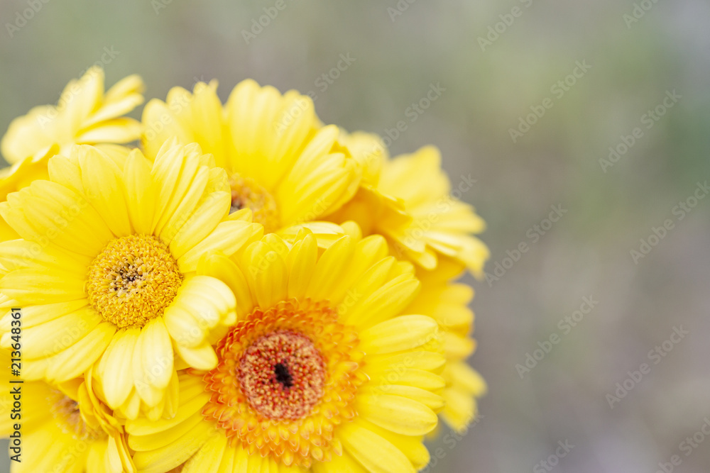 Naklejka premium yellow gerbara