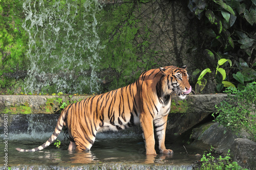 Bengal tiger standing in waterfall