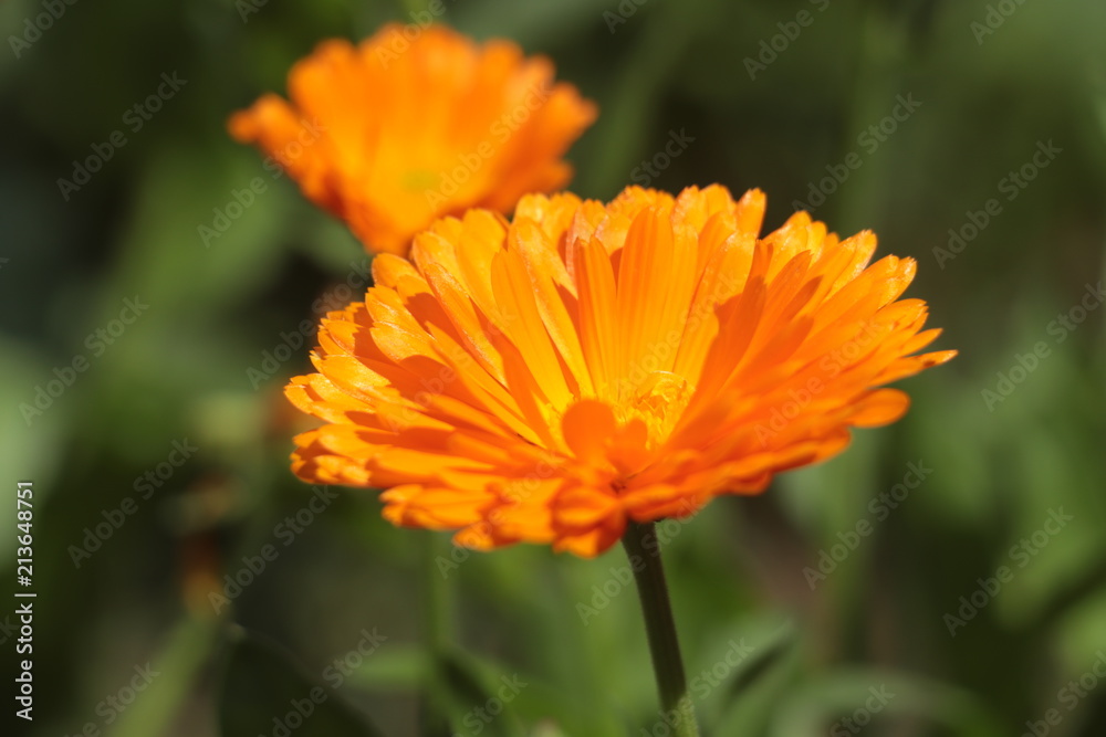 flower, nature, green, flowers, plant, garden, spring, summer, red, pink, field, flora, beauty, blossom, floral, bloom, beautiful, tulip, poppy, purple, natural, orange, color, yellow, bud flower, nature, green, flowers, plant, garden, spring, summer, red, pink, field, flora, beauty, blossom, floral, bloom, beautiful, tulip, poppy, purple, natural, orange, color, yellow, bud