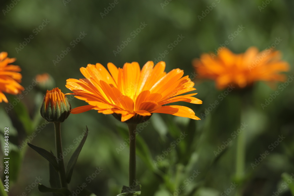 flower, nature, green, flowers, plant, garden, spring, summer, red, pink, field, flora, beauty, blossom, floral, bloom, beautiful, tulip, poppy, purple, natural, orange, color, yellow, bud flower, nature, green, flowers, plant, garden, spring, summer, red, pink, field, flora, beauty, blossom, floral, bloom, beautiful, tulip, poppy, purple, natural, orange, color, yellow, bud
