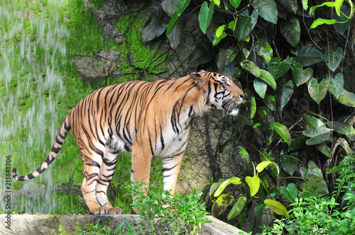 Bengal tiger in waterfall