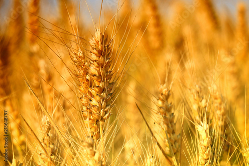 Wheat field. Ears of golden wheat close up.