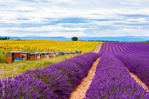 Fototapeta Naklejka Na Ścianę i Meble -  Blossoming lavender and sunflower fields in Provence, France.