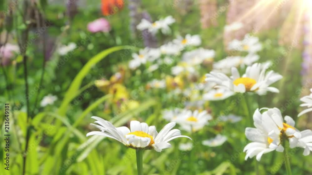 Slow motion . Blooming flowers on a background of fresh green grass on