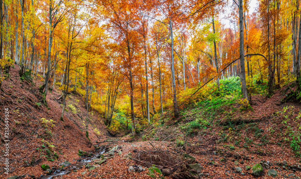 Mountain stream. Autumn landscape in forest.