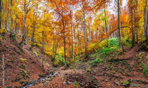Mountain stream. Autumn landscape in forest. © volff