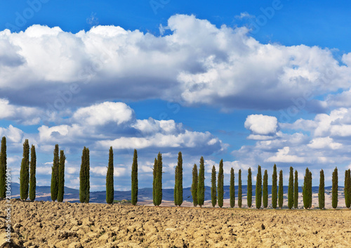 A traditional Italian landscape with a beautiful blue sky with cumulus clouds above the plowed land and a road framed by cypresses