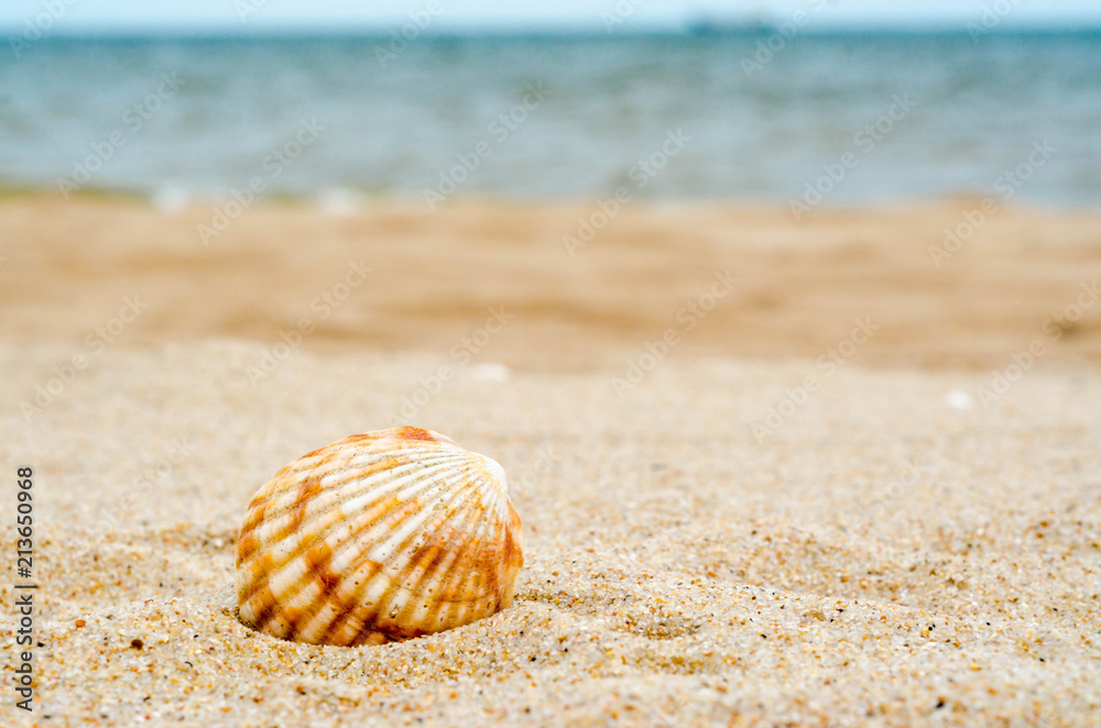 bright striped sea shell in quartz sand against the blue water a bright striped sea shell in quartz sand against the blue water a