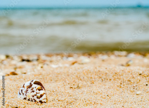 curved bright sea shell in quartz sand against the blue water an