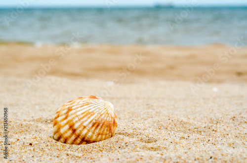 bright striped sea shell in quartz sand against the blue water a © Sofiia