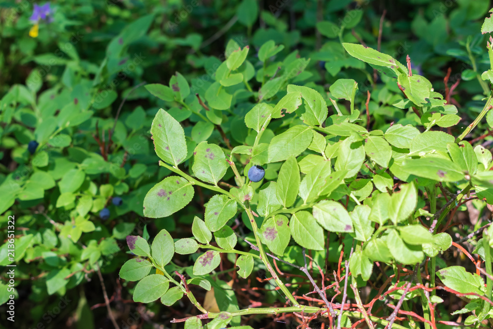 Blueberries in the forest. 