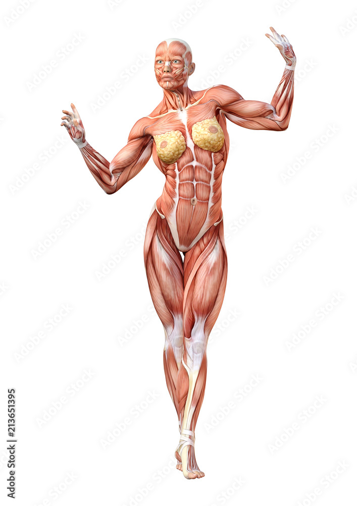 3D Rendering Female Anatomy Figure on White 3D Rendering Female Anatomy Figure on White