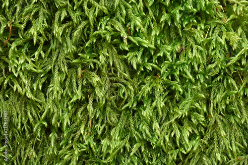 Moos; Zypressenschlafmoos; Hypnum cupressiforme; hypnum moss; photo