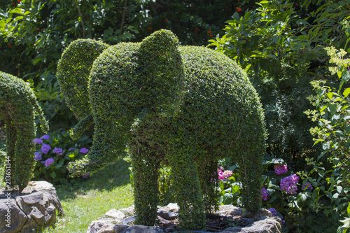 funny image of an elephant-shaped hedge.