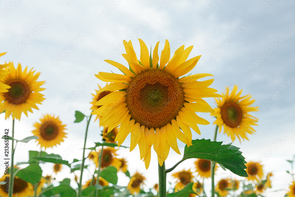 big yellow sunflower flower on the sky background big yellow sunflower flower on the sky background