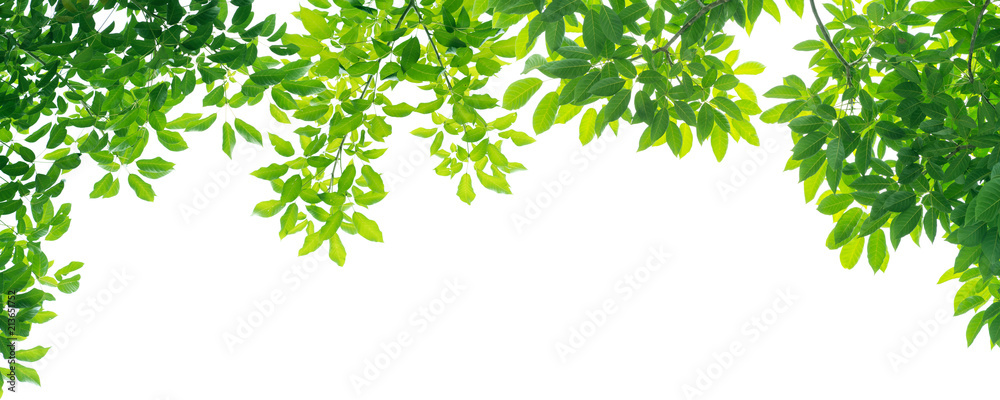 panoramic Green leaves on white background - obrazy, fototapety, plakaty 